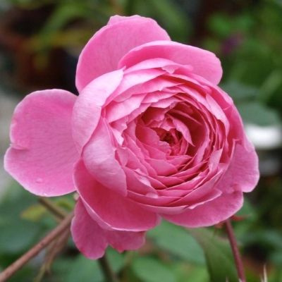 Роза алан титчмарш фото и описание Клубни Розы МастерСад купить по выгодной цене в интернет-магазине OZON (15701416
