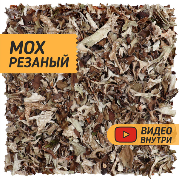 Исландский мох от кашля цетрария 100 гр. Чай травяной сбор ...