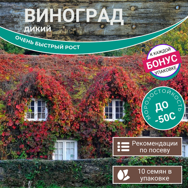 Девичий виноград, Виноград XSeedS дикий виноград - купить по выгодным ...