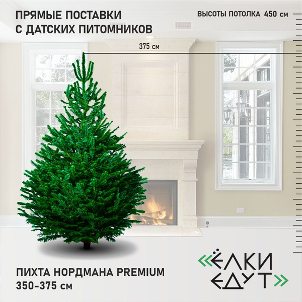 Елка живая Premium Nordmann (Датская елка/Пихта Нордмана) 350-375 см ...