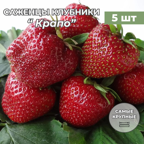 Клубника крупноплодная Крапо, саженцы/корневище клубники 5 шт купить на ...