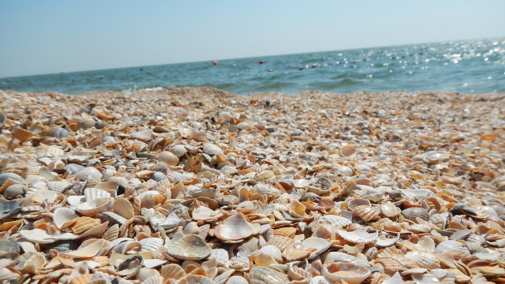 Ракушки в черном море фото и названия