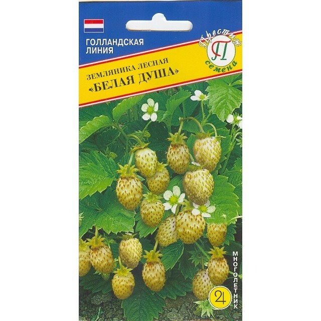 Земляника Лесная Семена Купить