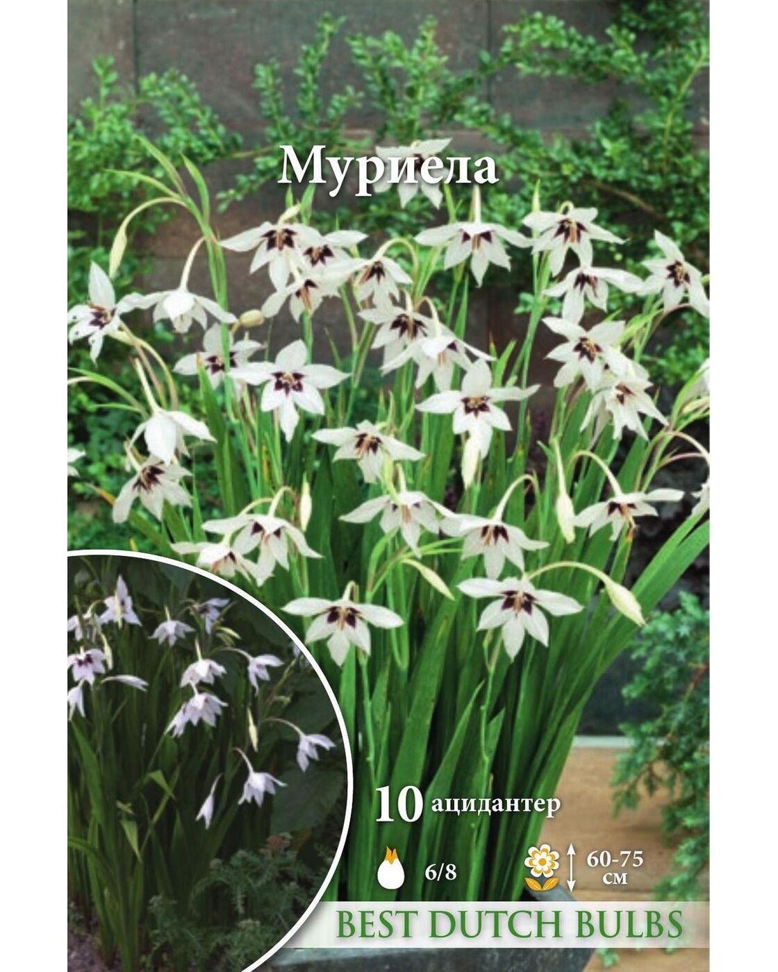 Душистый гладиолус ацидантера. Ацидантера муриела. Ацидантера двухцветная вайт. Гладиолус мюриэл ацидантера. Ацидантера муриела описание и выращивание в открытом.