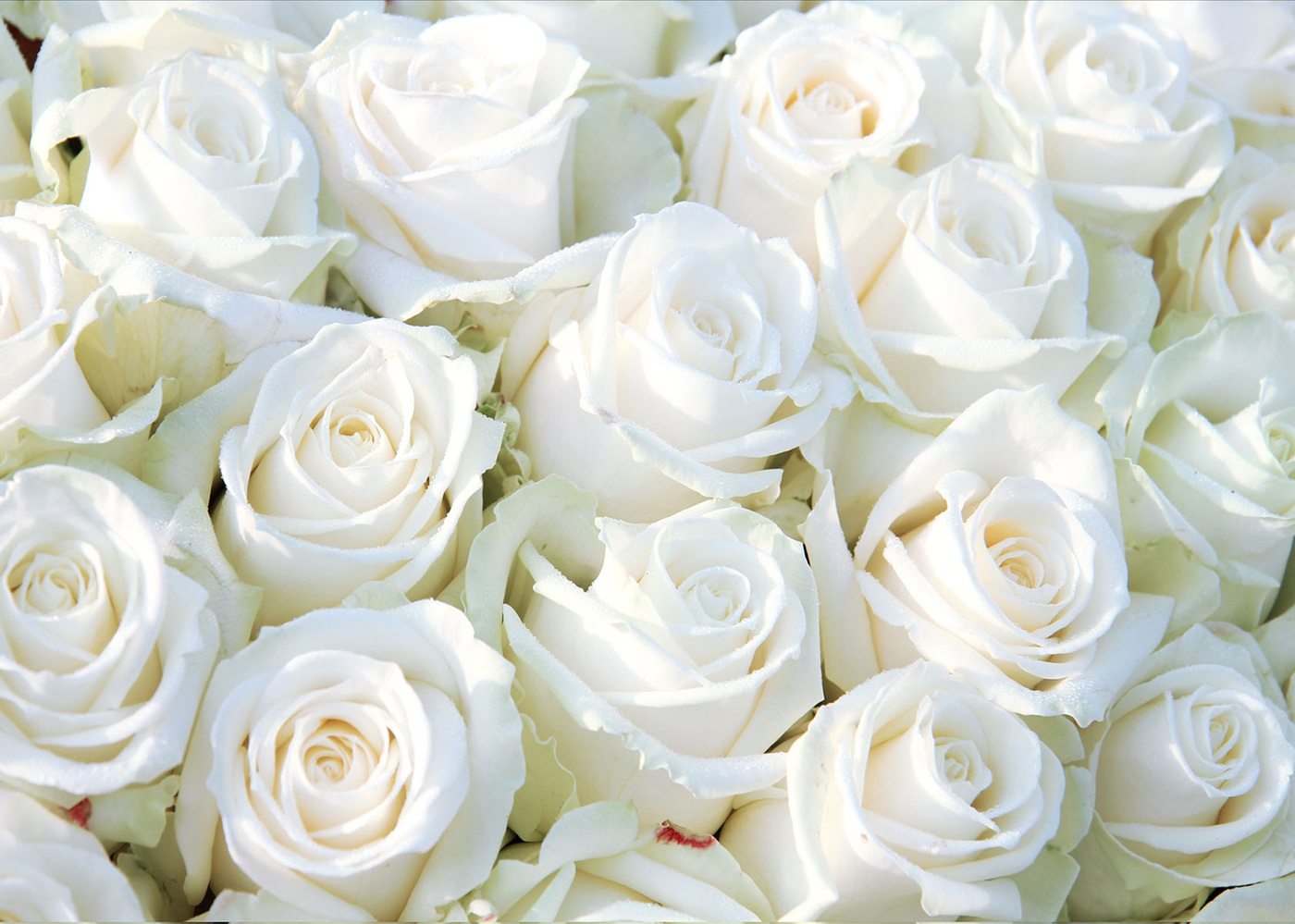 Фотообои 3д белые розы