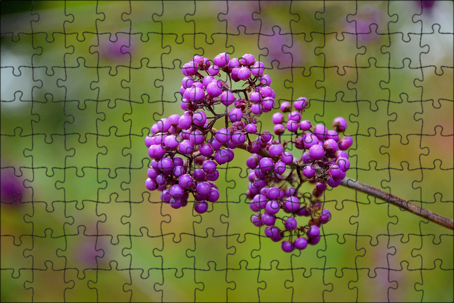 Purple berry