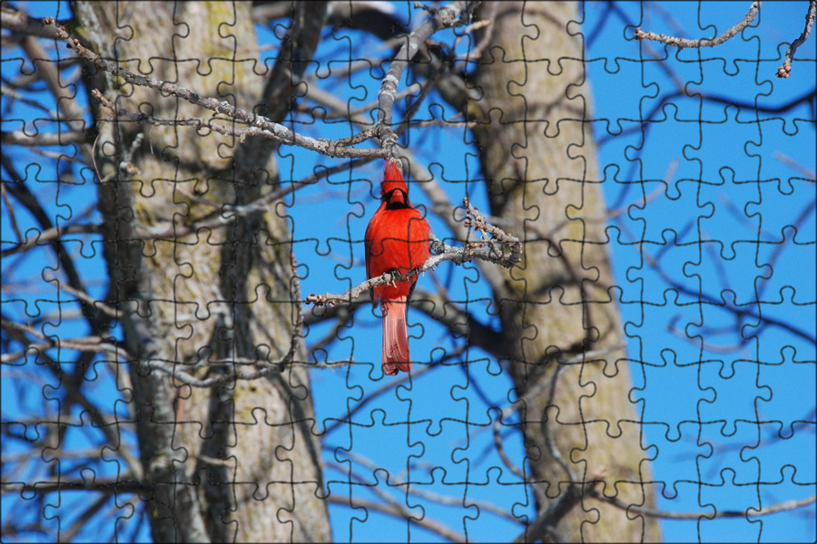 That bird is in the tree