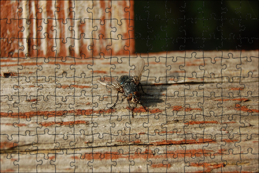 Мухи осенью в частном доме. Каллифориды. Муха в спячке. Осенняя жигалка (stomoxys calcitrans). Осенняя жигалка муха.