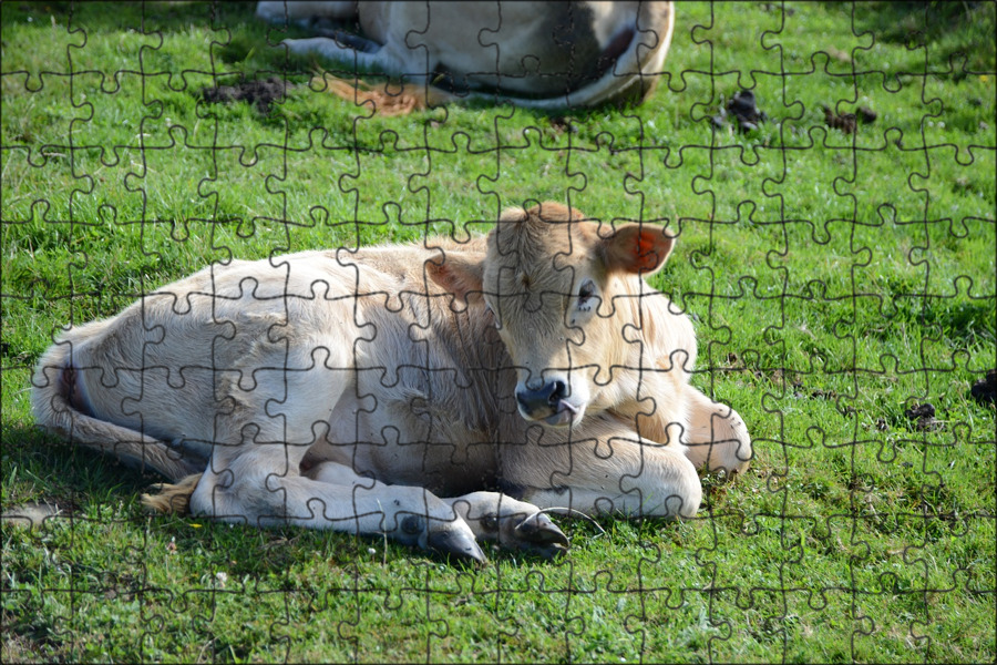 Корова лежит на кровати