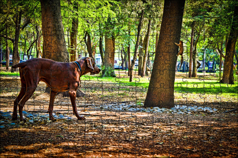 Животные в парке. Домашние животные в парке. Собака в парке фото. Собака в парке Крыма.