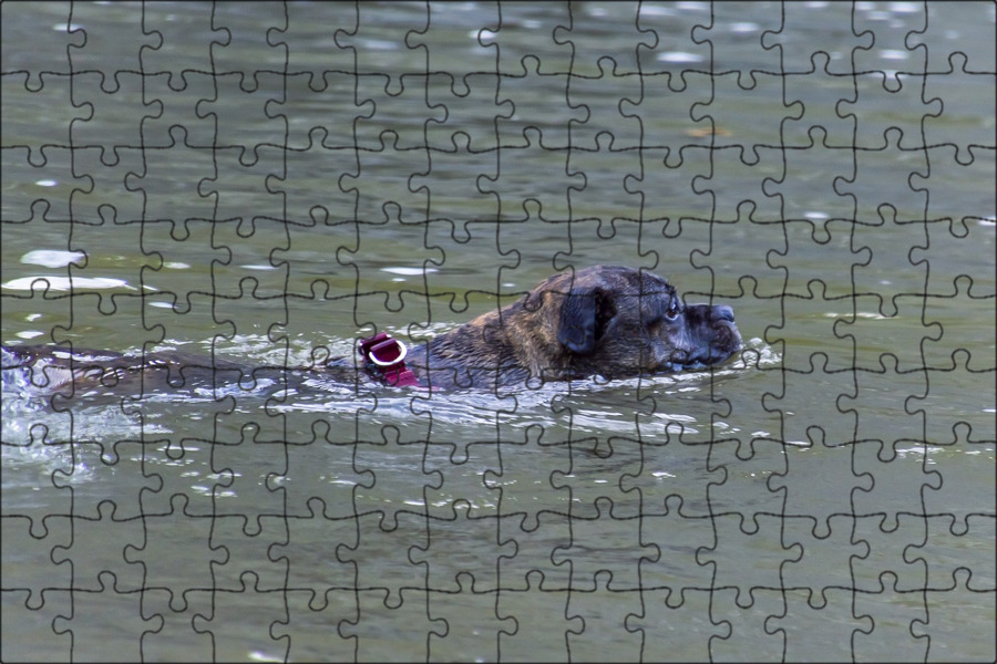 Пули собака плавает.