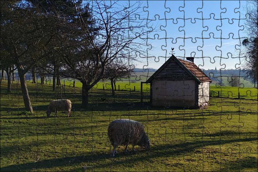 The sheep in the field. Поле с овцами. овца полли. sheep field.
