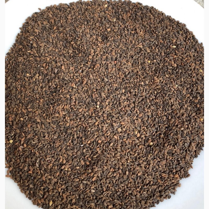 Как собрать семена фацелии вручную. Как собрать семена фацелии вручную. Как выглядят семена фацелии. Фацелия семена фото. Фасцелия сидерат фацелия.