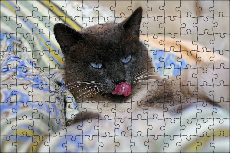 Сиамские кошки сколько живут