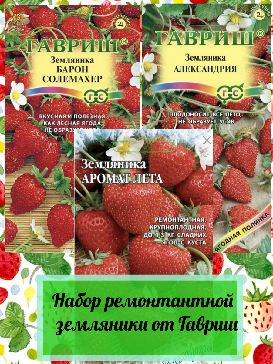 Барон солемахер отзывы. Земляника Гавриш. Земляника Барон Солемахер. Земляника ремонтантная Барон Солемахер. Земляника Александрия.