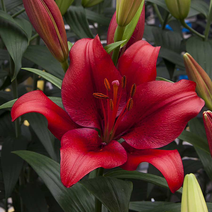 Summer scarlet лилия фото и описание