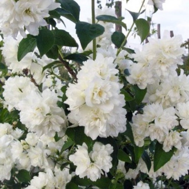 Жасмин садовый Букет Бланк - купить с доставкой по выгодным ценам в ...