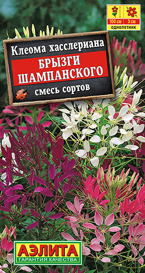 Фото цветов брызги шампанского Клеомы Аэлита 4650-KLBS586422 - купить по выгодным ценам в интернет-магазине OZO