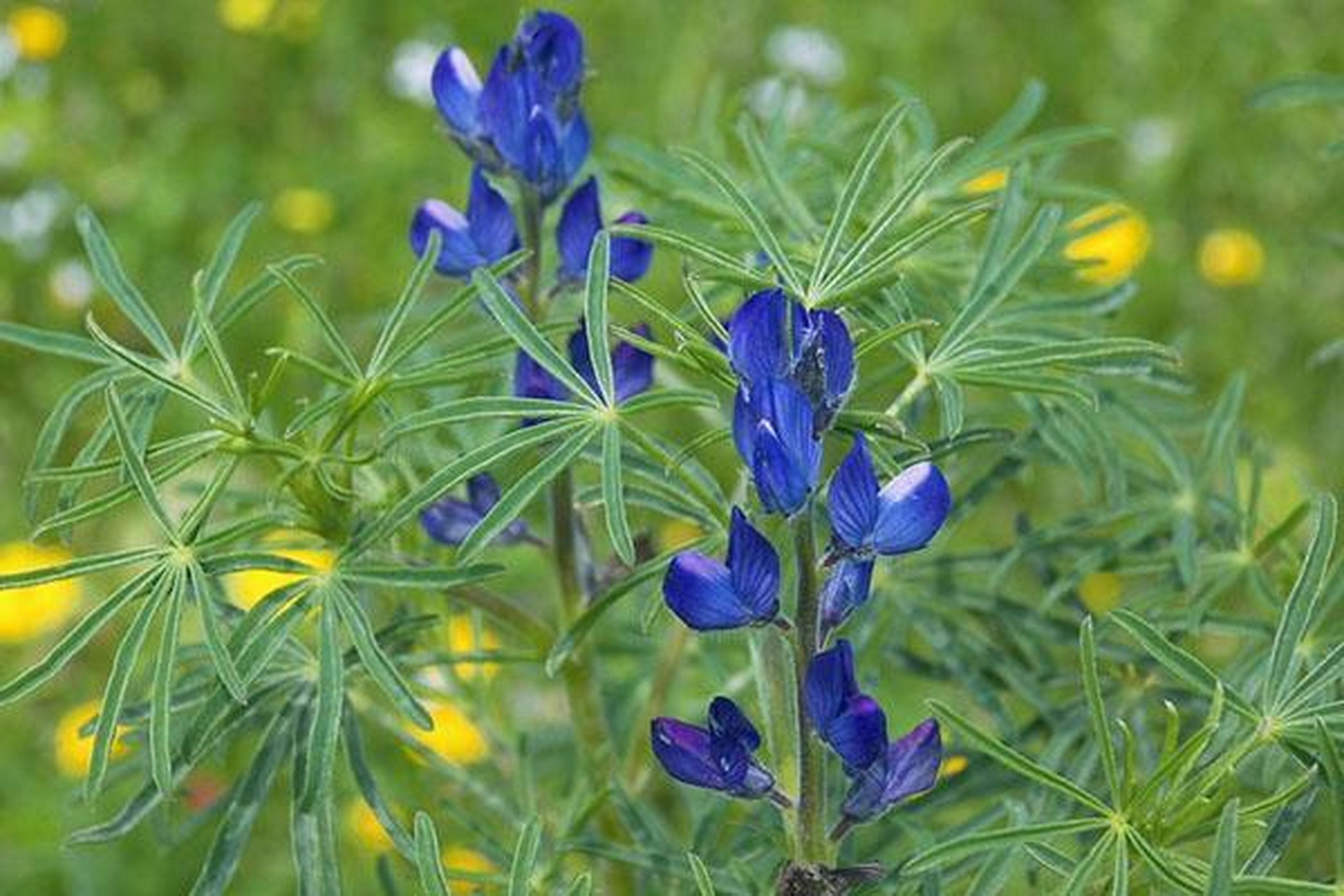 Люпин узколистный Lupinus angustifolius