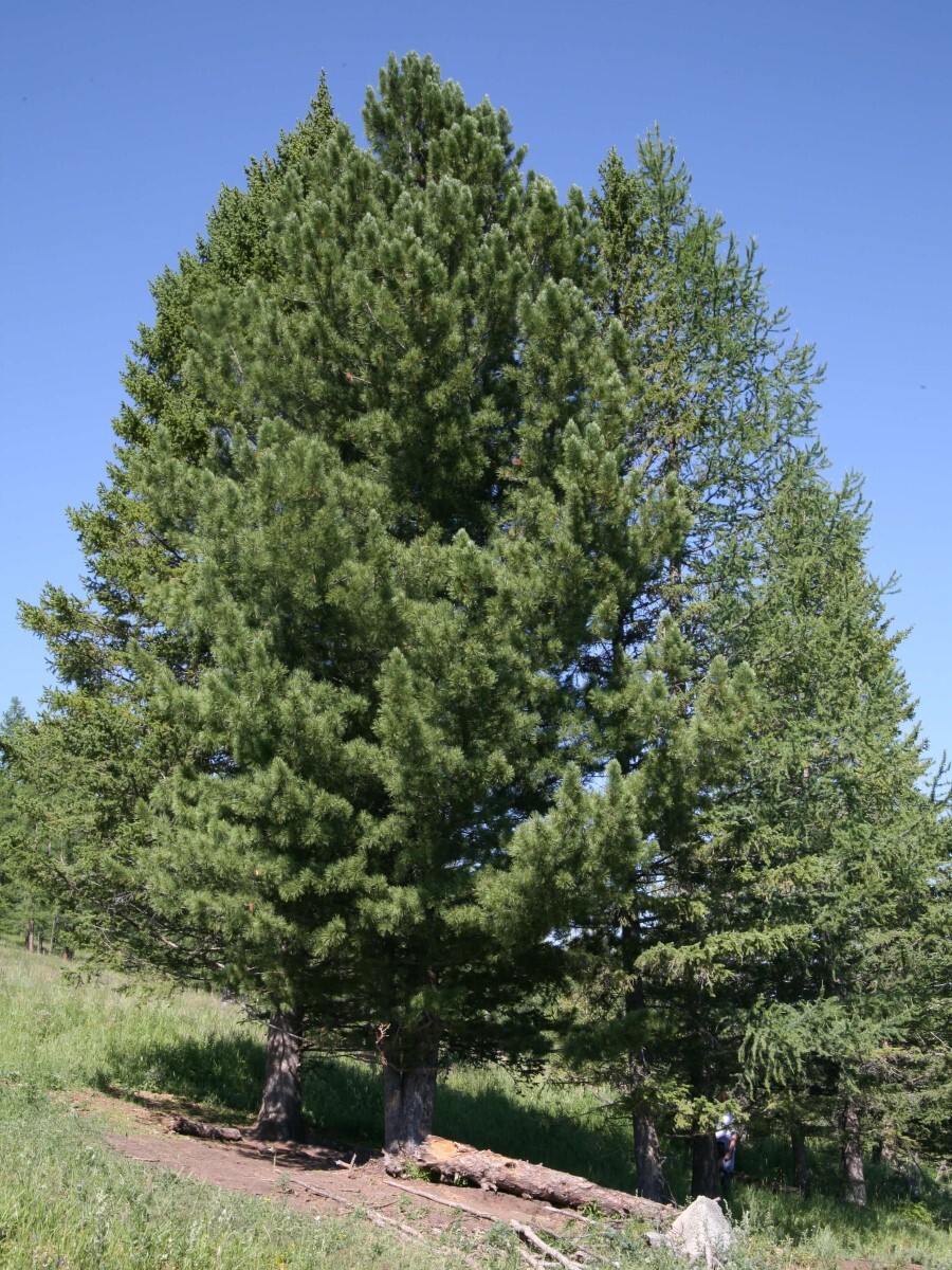 СеменаКедрсибирский(Pinussibirica),30штук