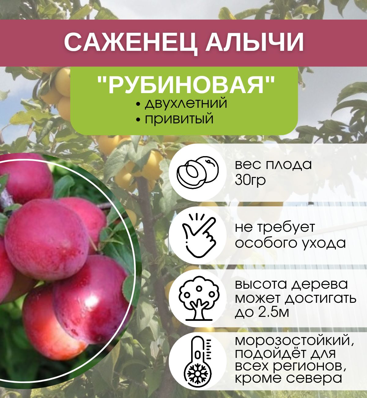 Саженцы Алыча Рубиновая