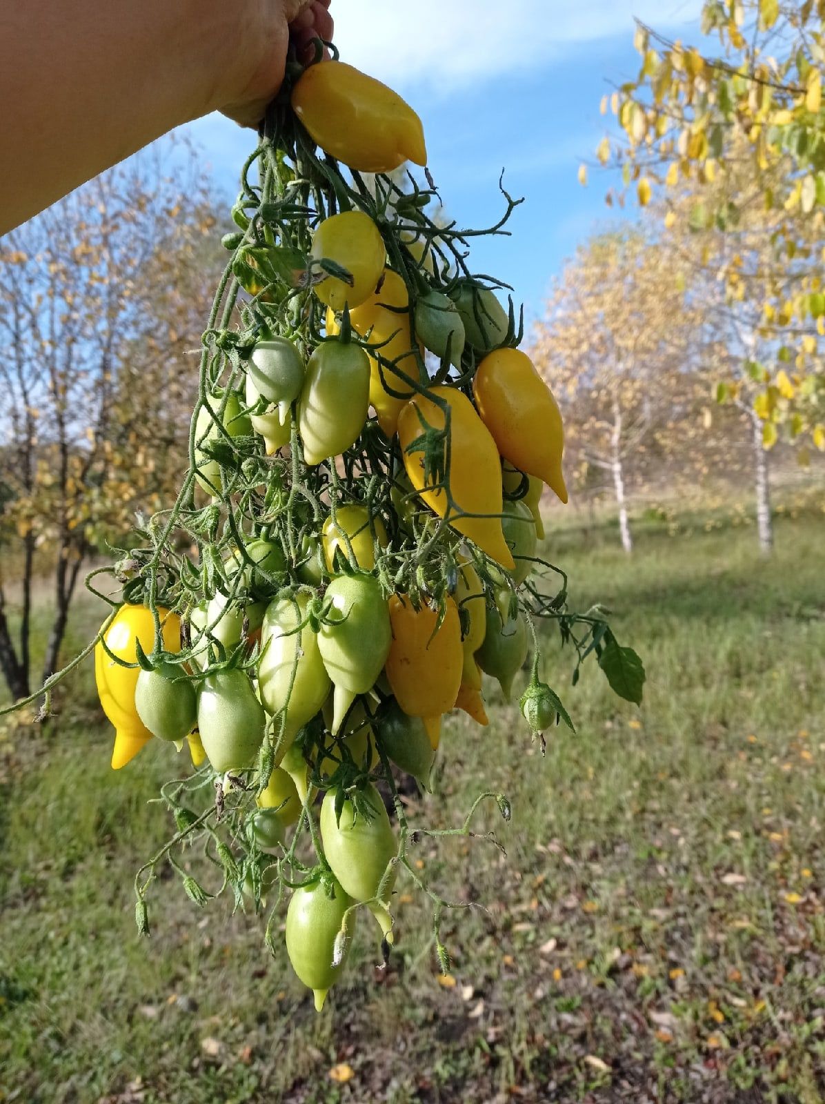 Цыпочка томат описание фото