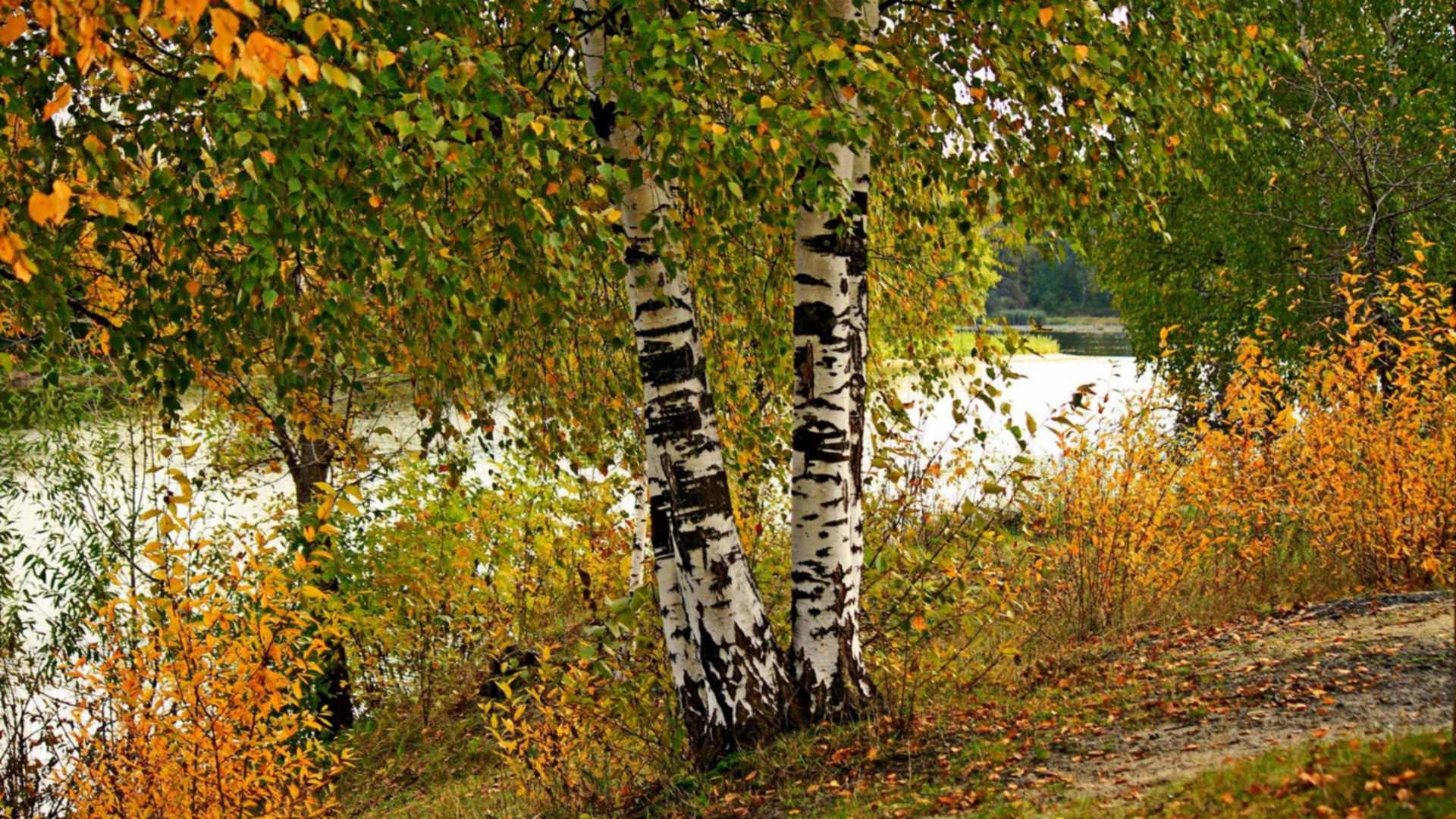 Природа России фото осень