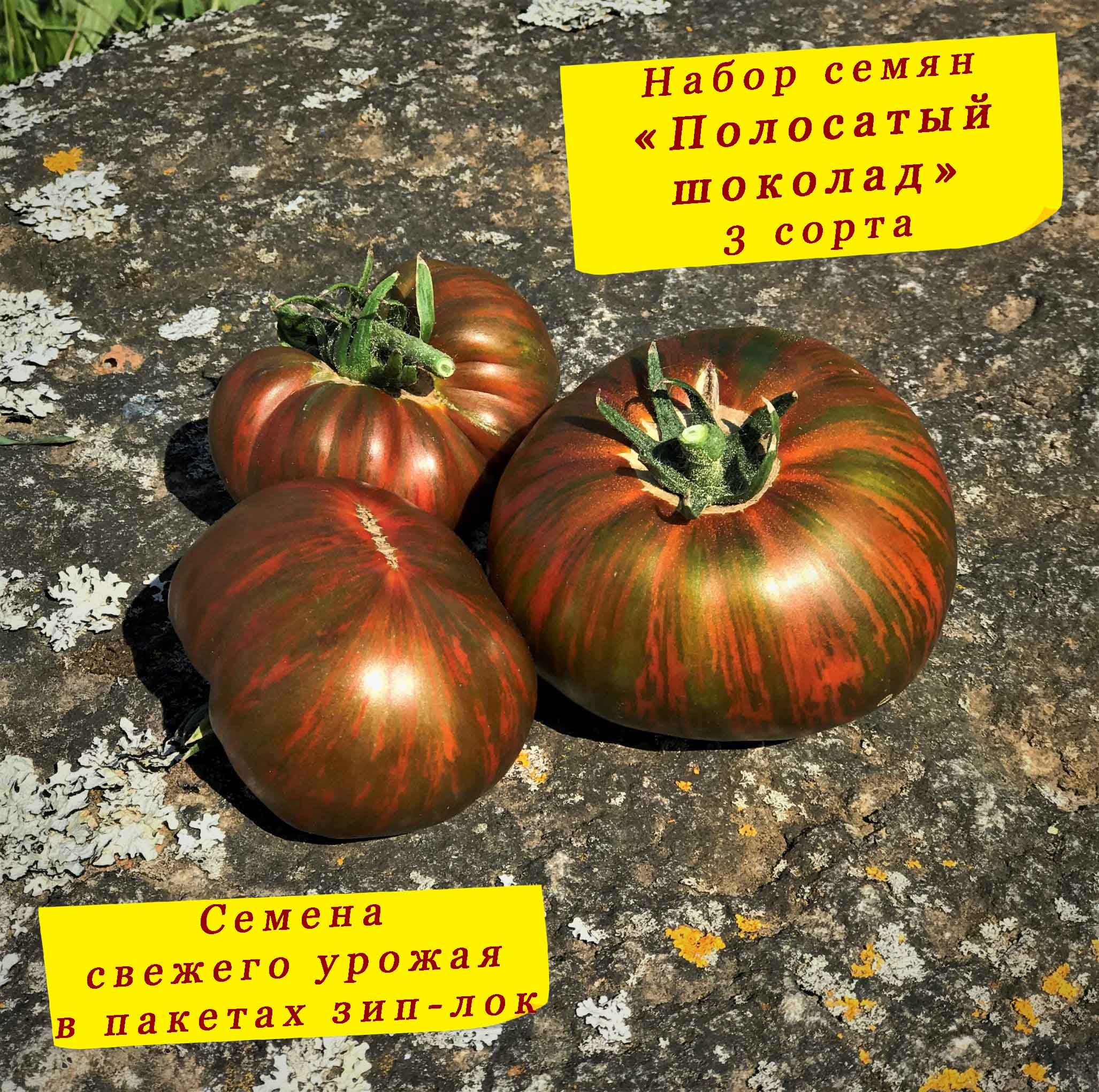 Томат полосатый шоколад партнер описание. Помидор шоколадный полосатый фото и описание. Шоколадный полосатый фото урожая. Полосатый шоколад томат фото.