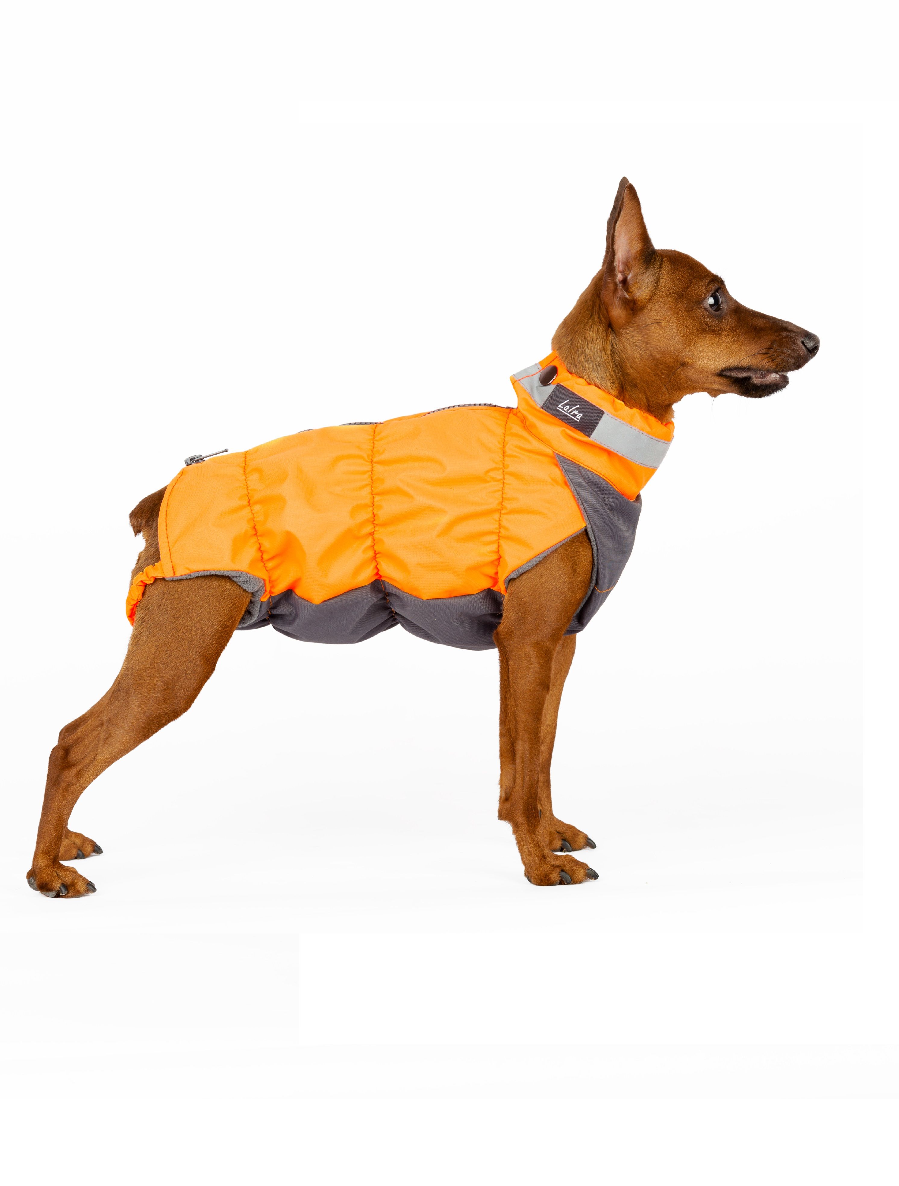 Собака лаура. Лаира для собак одежда. Лаира для собак одежда. Одежда для собак laira. Жилет для собак laira.