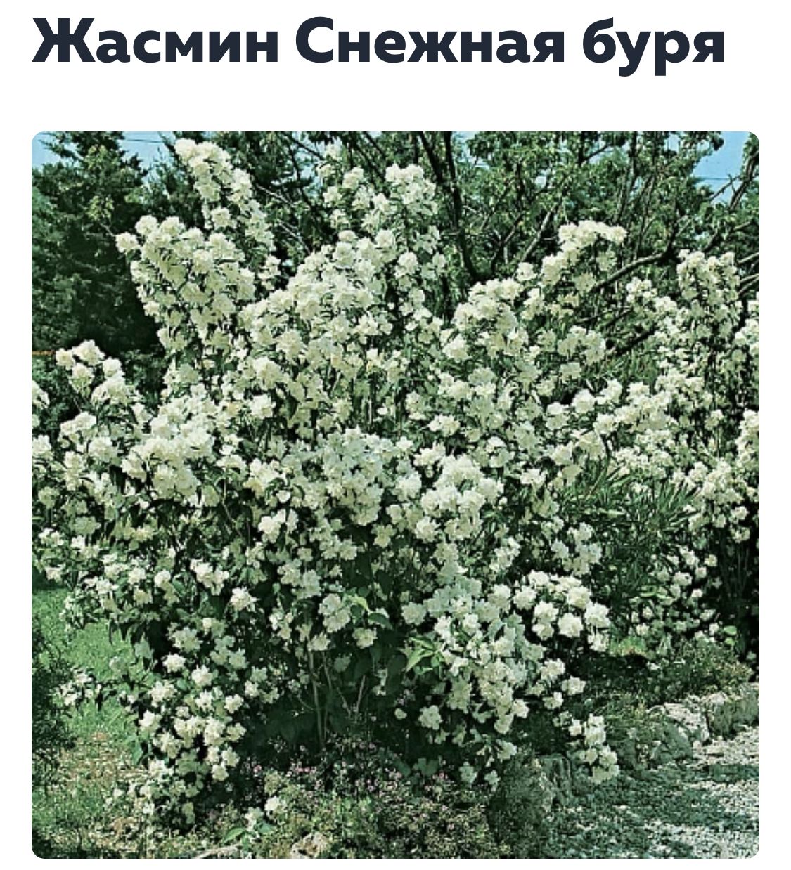 Чубушник Bouquet Blanc