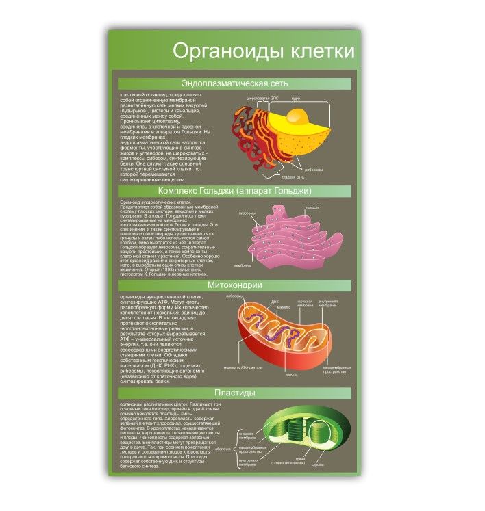 Стенды для кабинета биологии в школе купить в Москве недорого в интернет-магазине АзбукаДекор