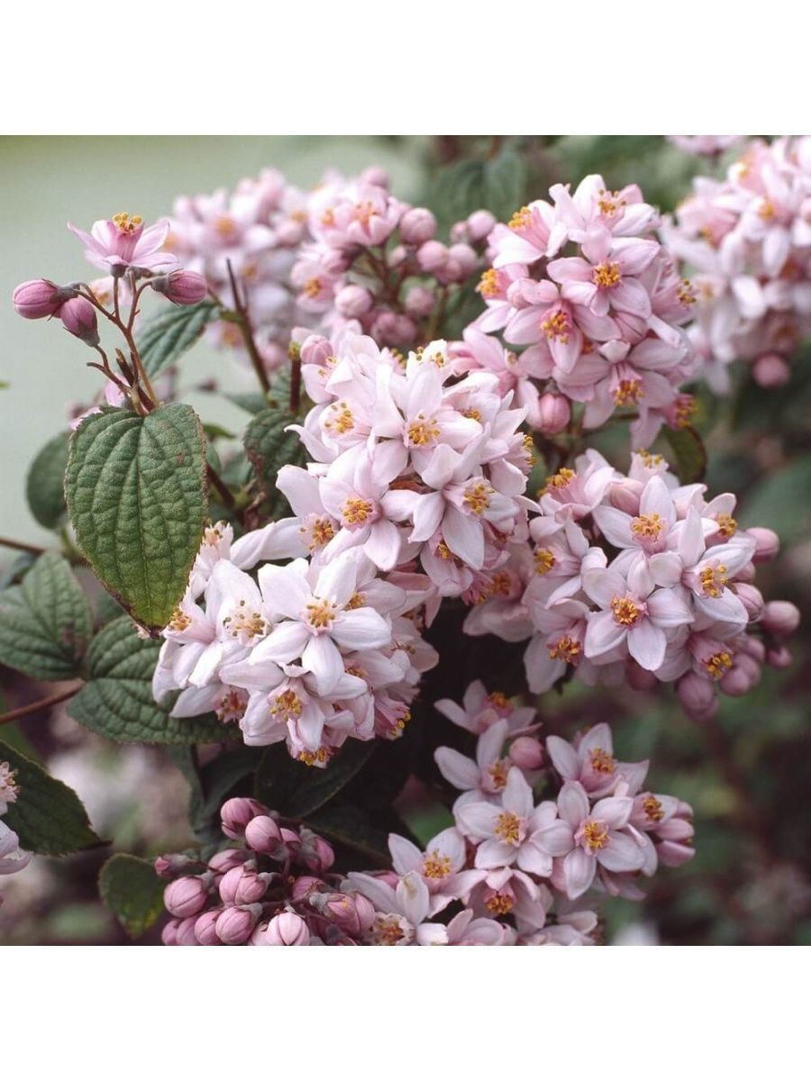 Дейция Монт Роуз Фото фото 2