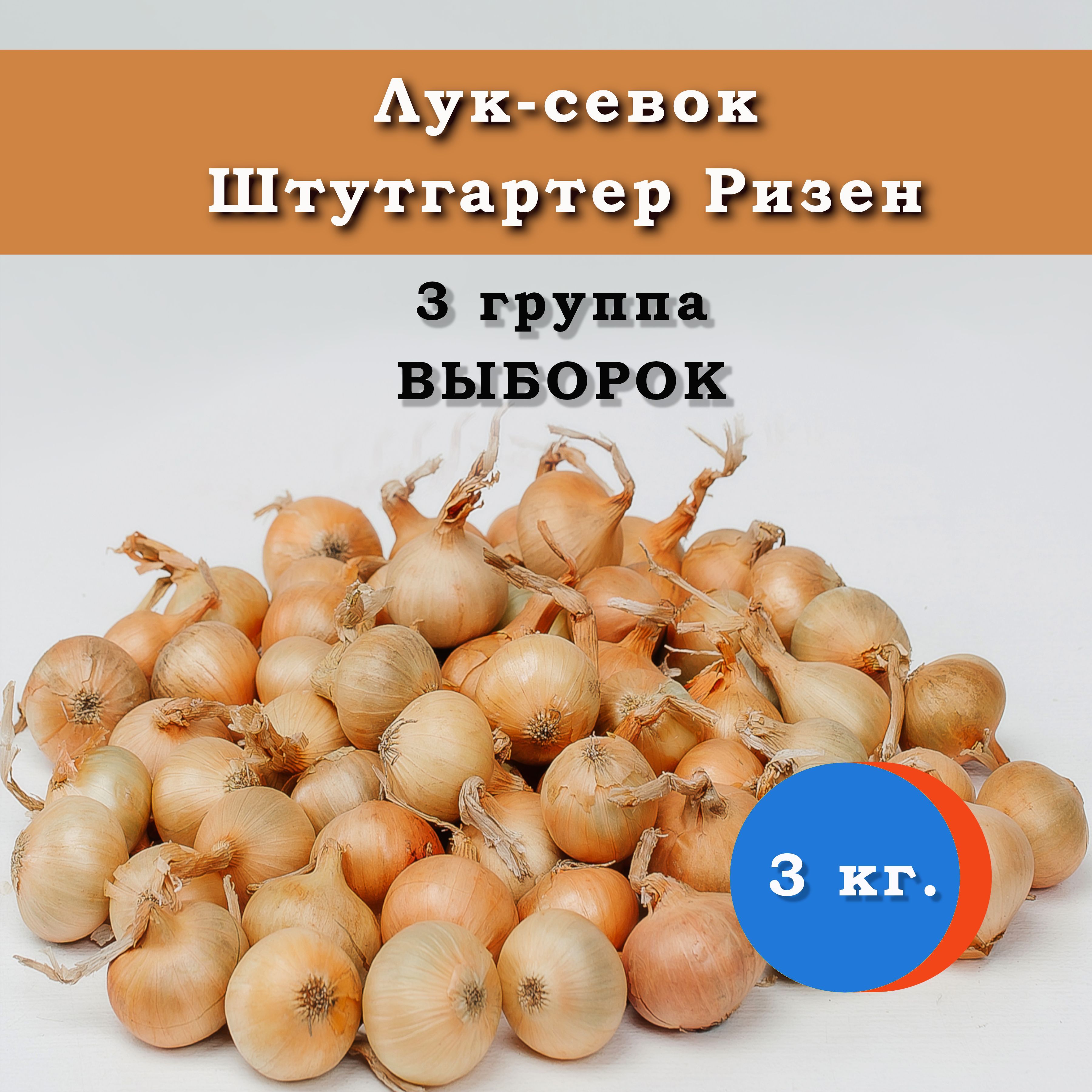 Лук Стурон Описание Сорта Фото Отзывы Цена