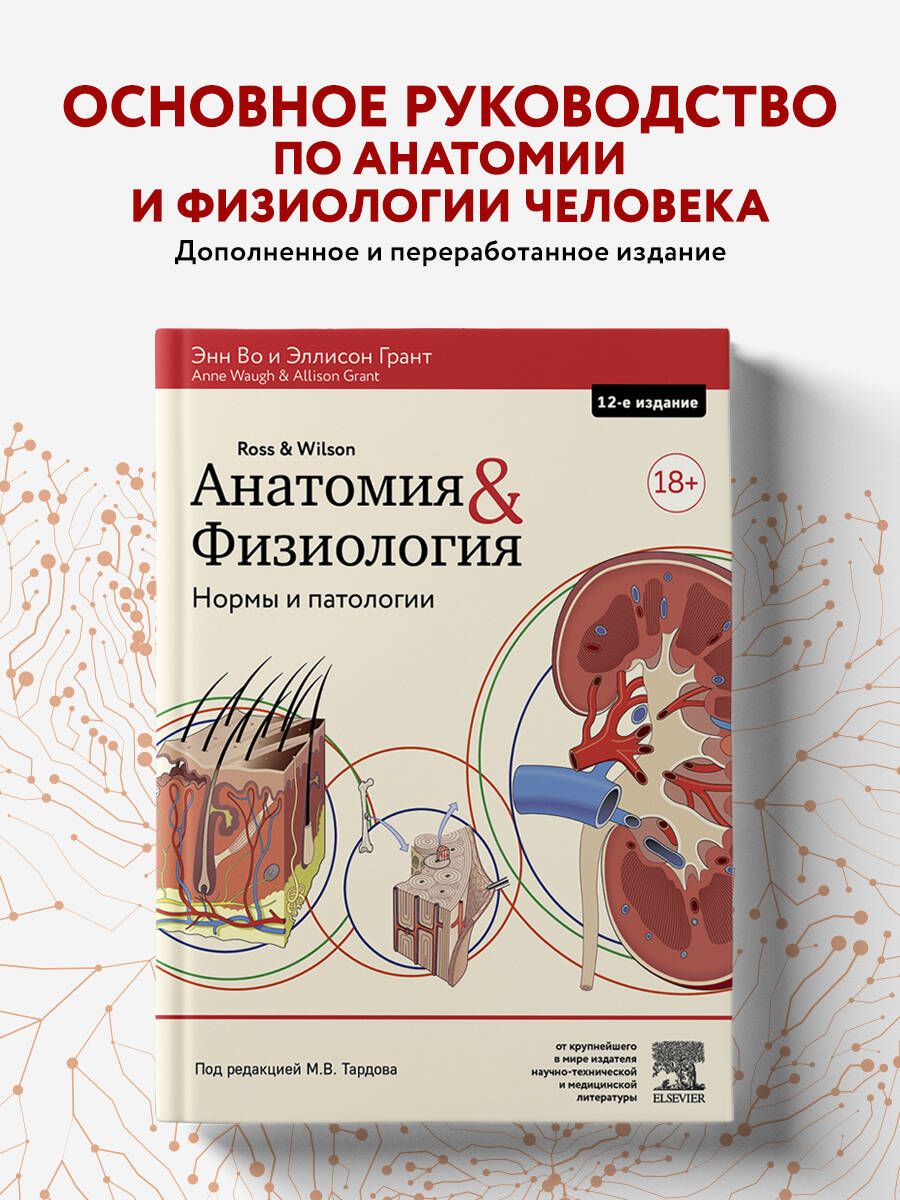 Анатомия и физиология. Нормы и патологии - купить с доставкой по выгодным  ценам в интернет-магазине OZON (327057838)