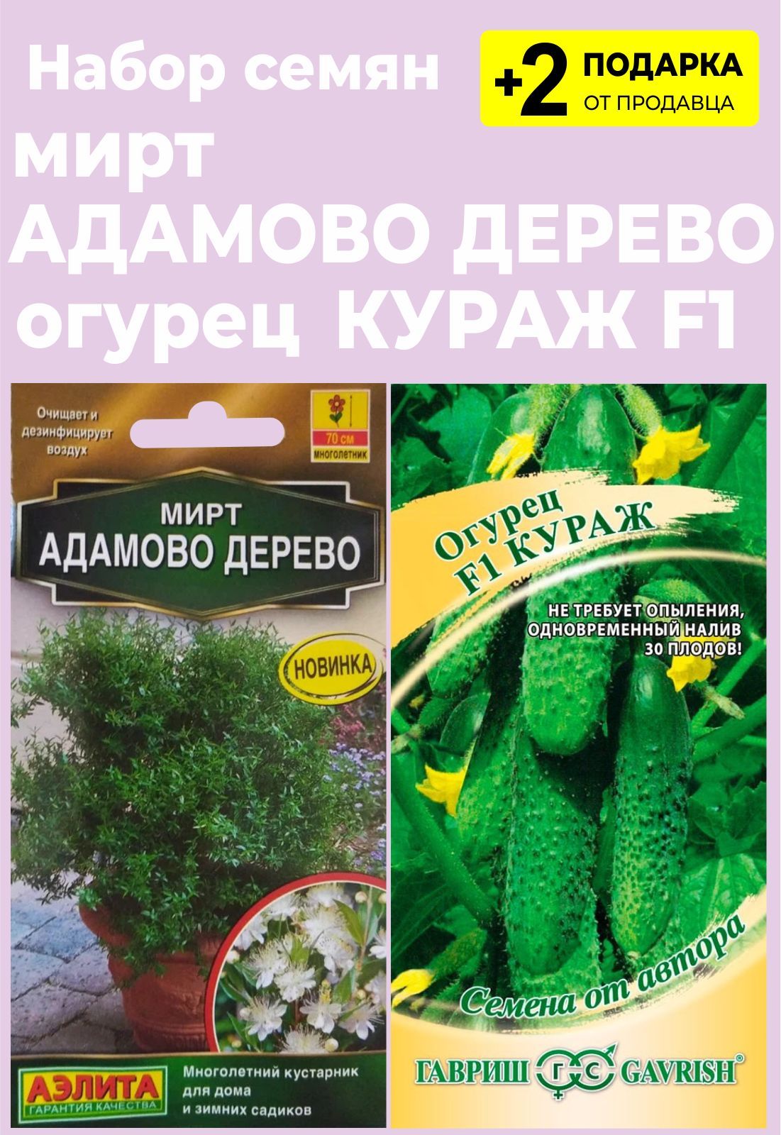 Мирт Семена Купить