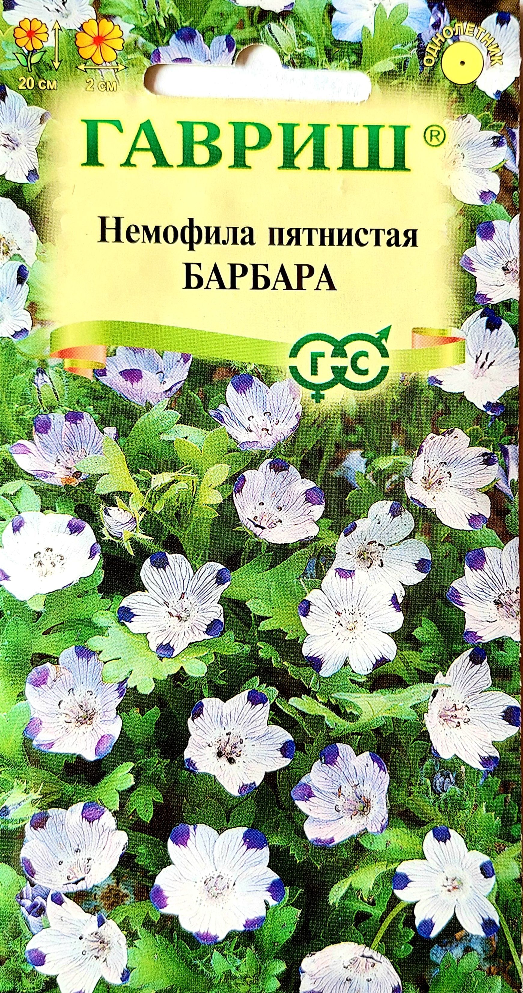 Семена Немофилы Фото
