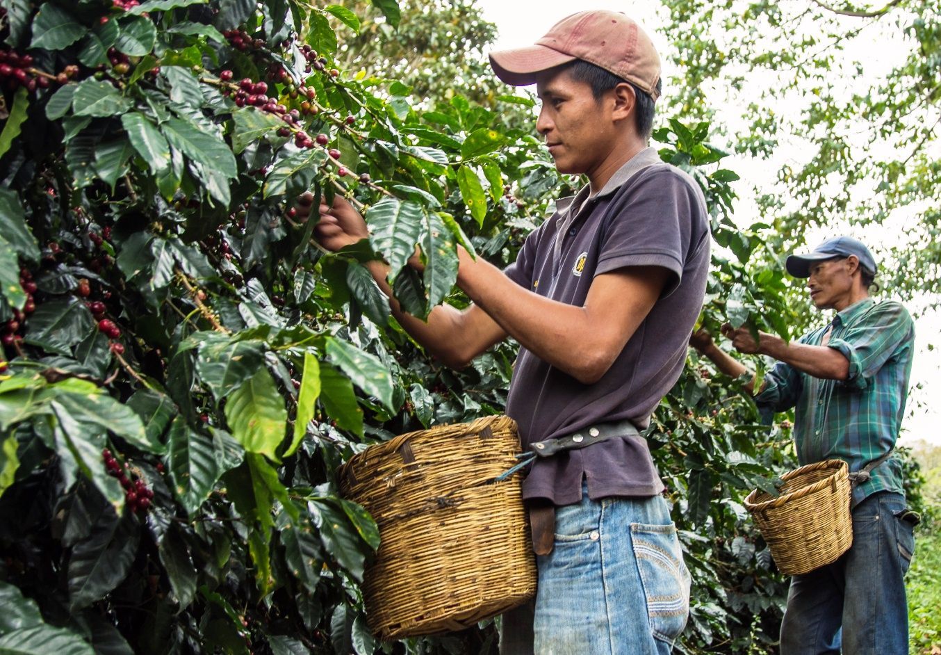 Как вырастить кофейные зерна. Никарагуа плантации кофе. Плантации кофе в Бразилии. Кофе Гондурас Сан Маркос. Гондурас кофейные плантации.