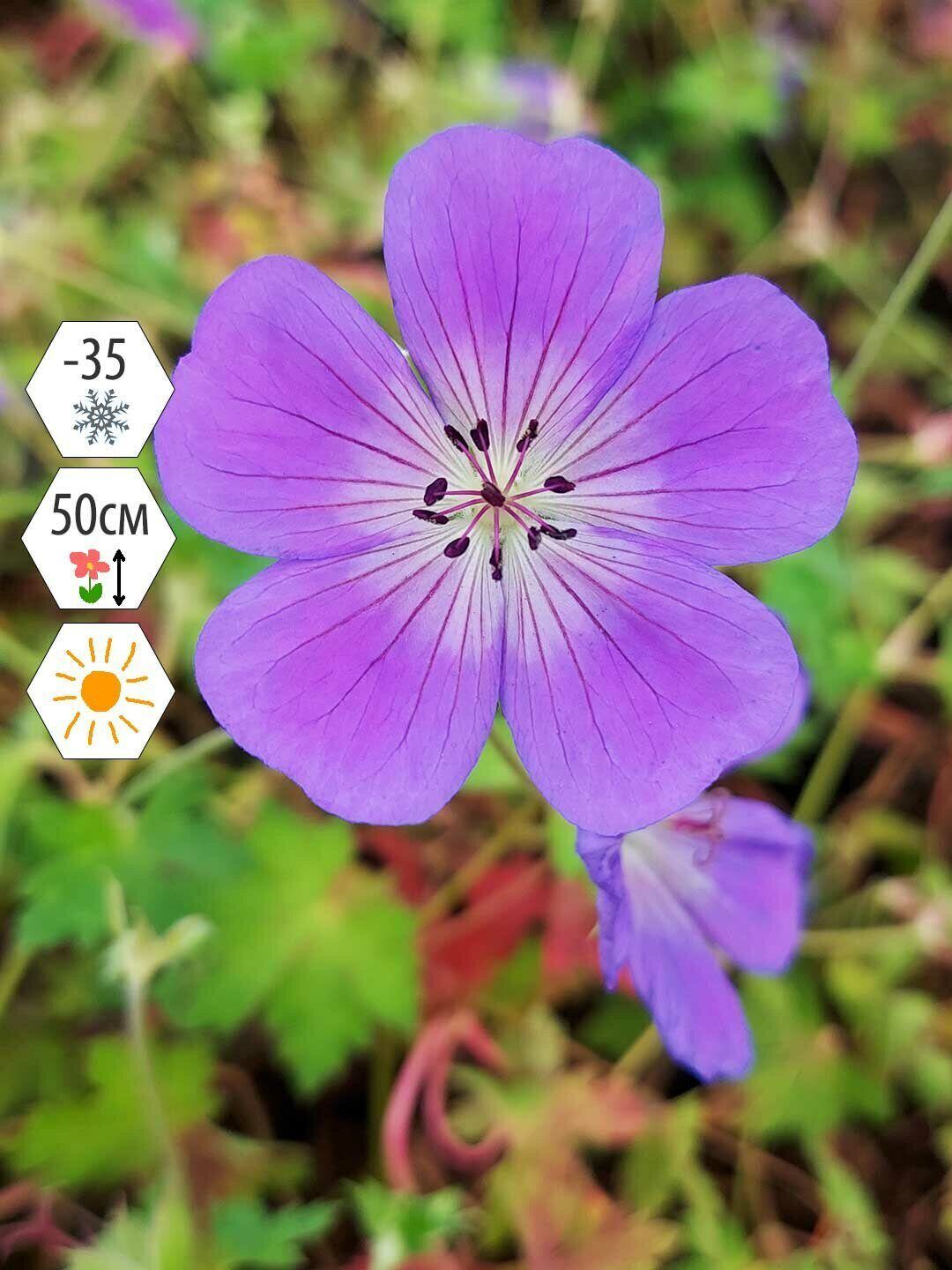 Герань Садовая Многолетняя Купить Саженцы В Новосибирске