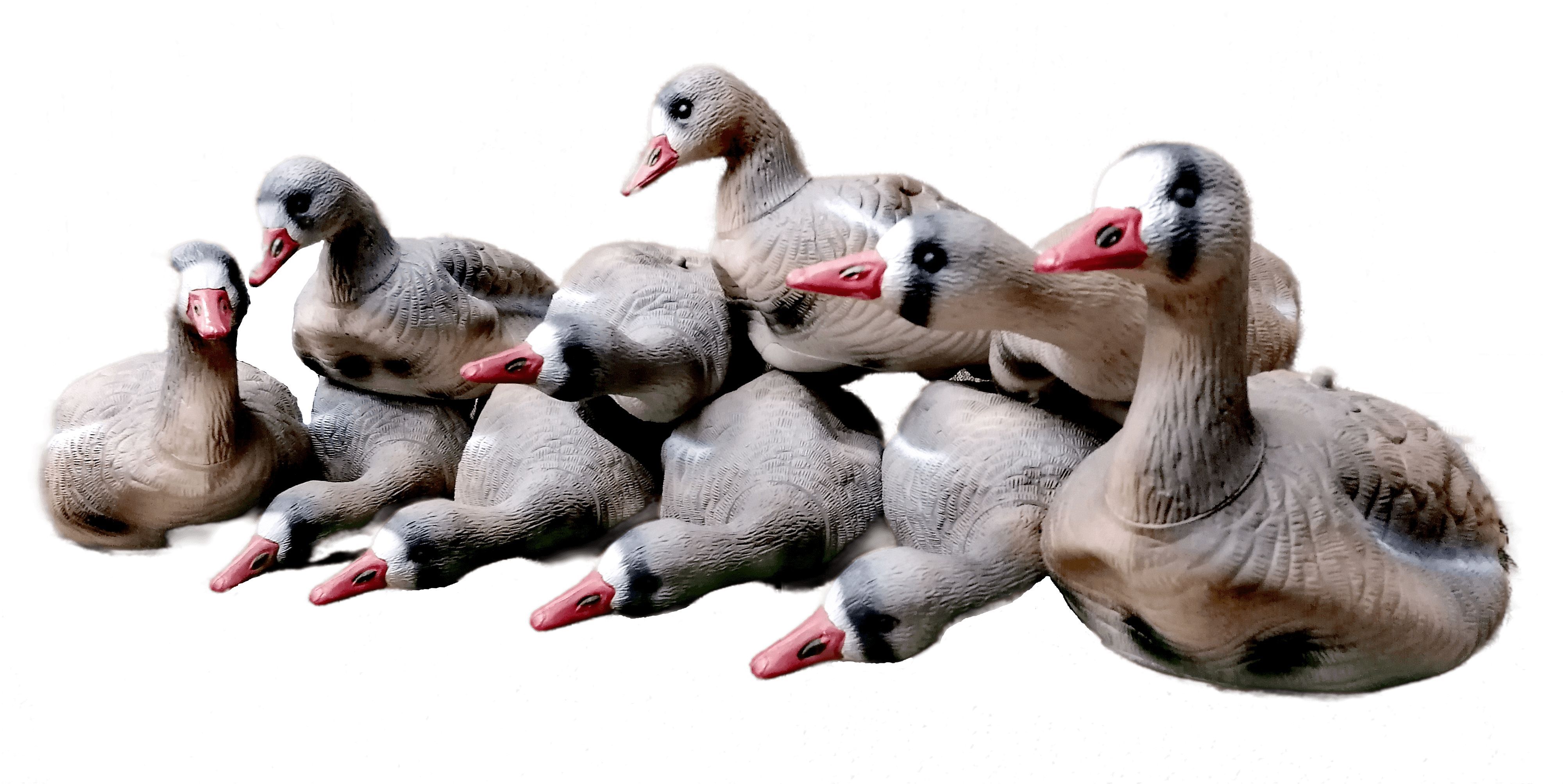 Гуси кучербаевский породы. Богемская порода гусей. Своровал гуся. Чучела софтпласт гуменник. Много гусей.