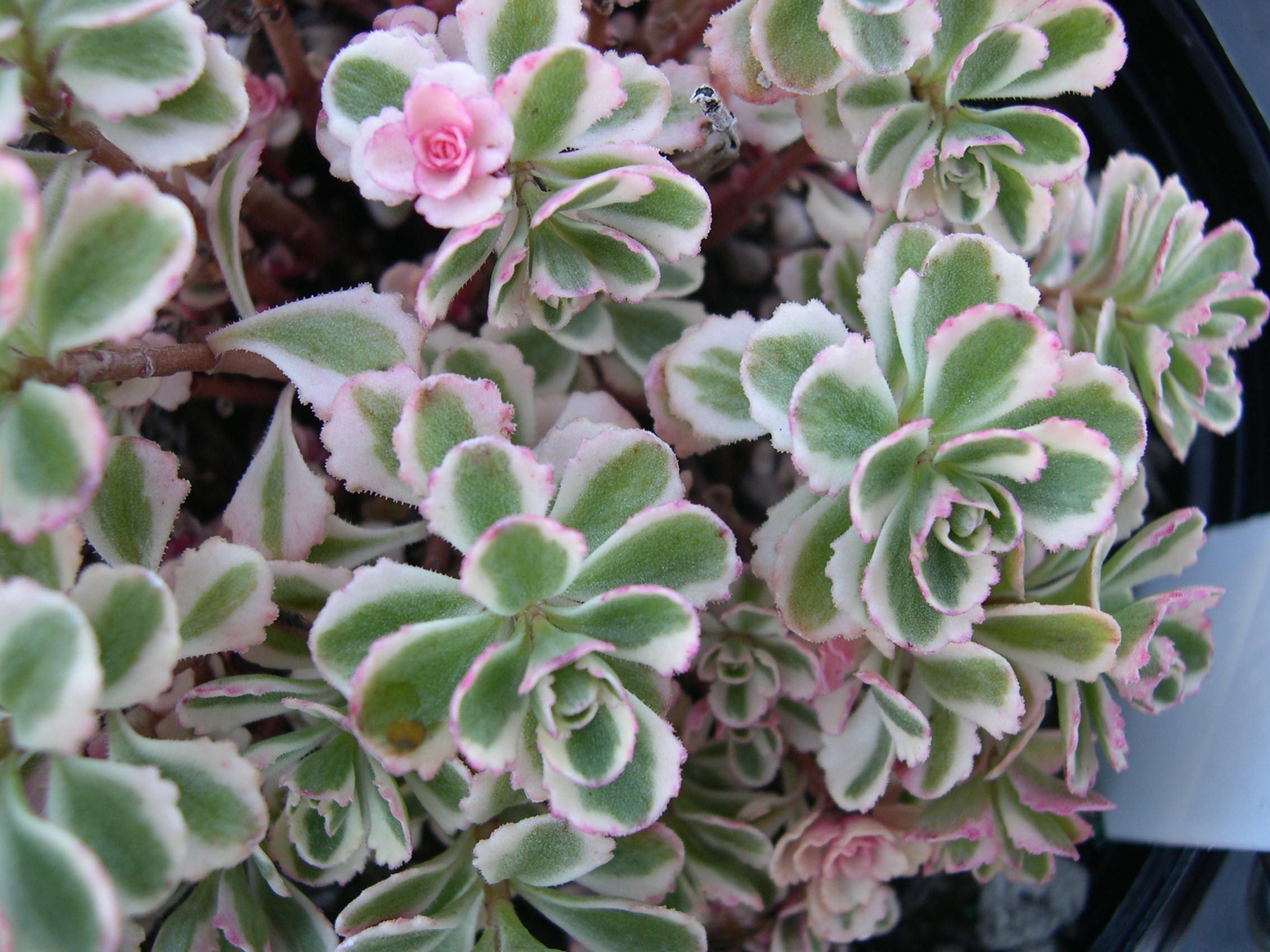 Sedum spurium 'Tricolor'