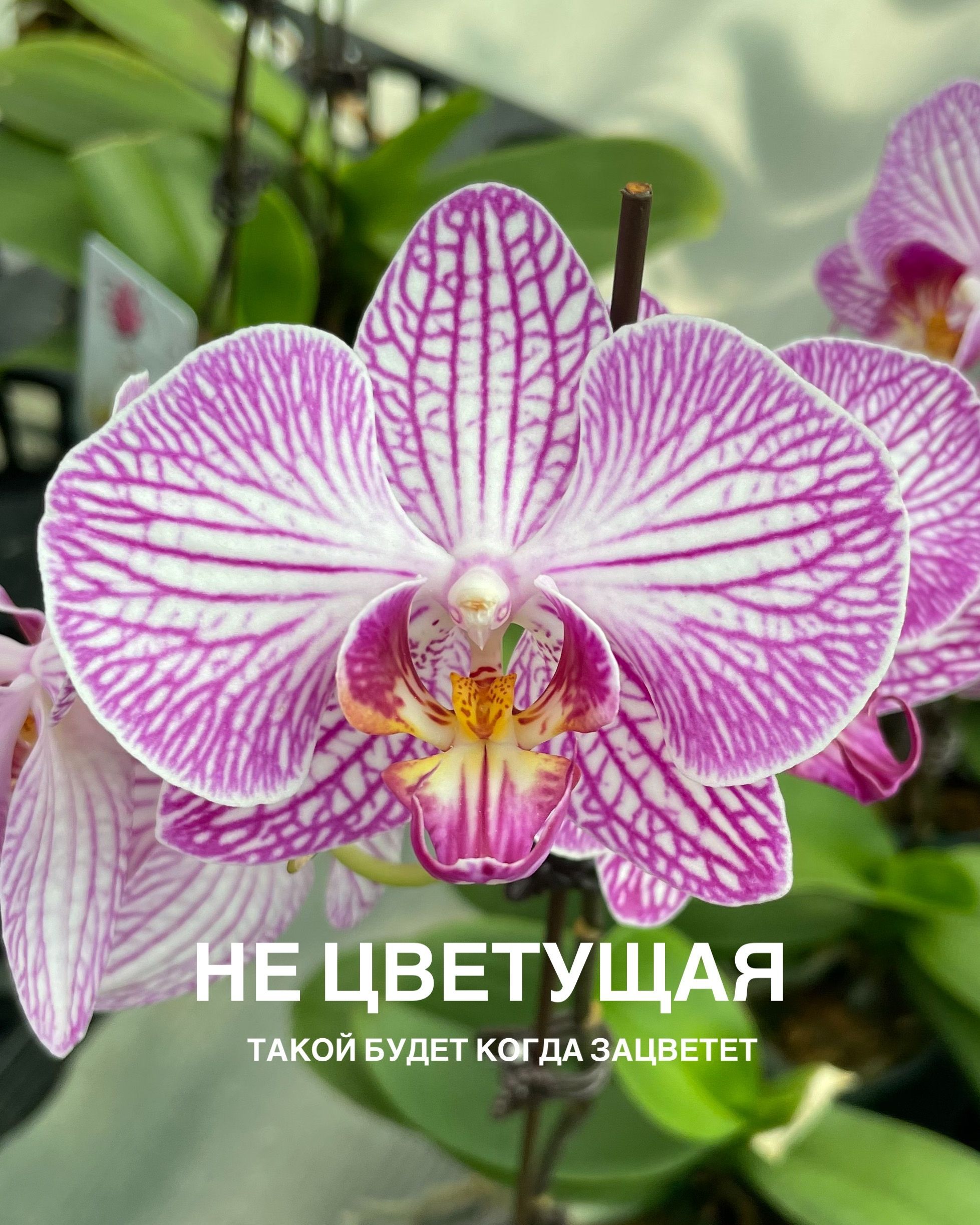 Бухарест орхидея