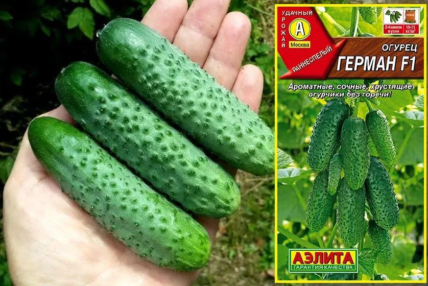 Огурец герман описание сорта фото отзывы