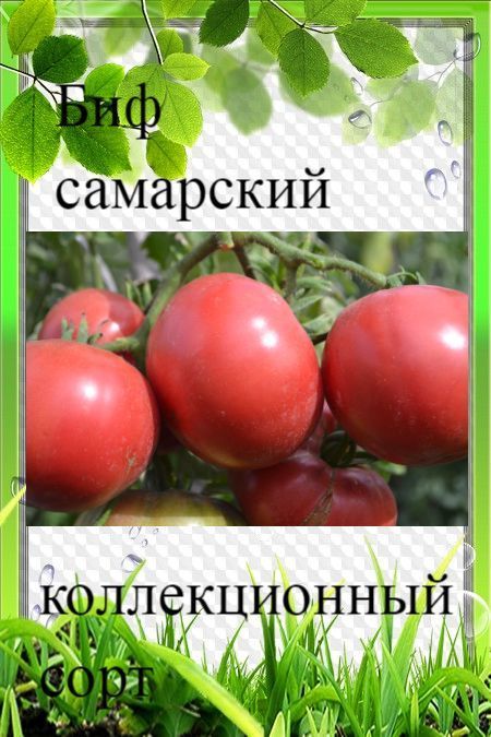 Семена Томатов В Самаре Купить