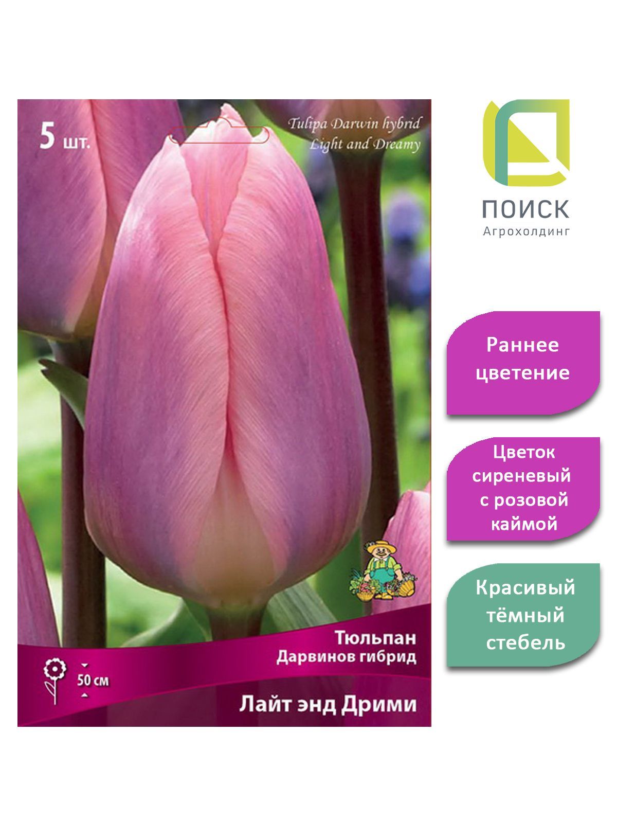 Тюльпан Лайт энд Дрим (Дарвинов гибрид) купить в Москве по цене 0 руб. с доставк