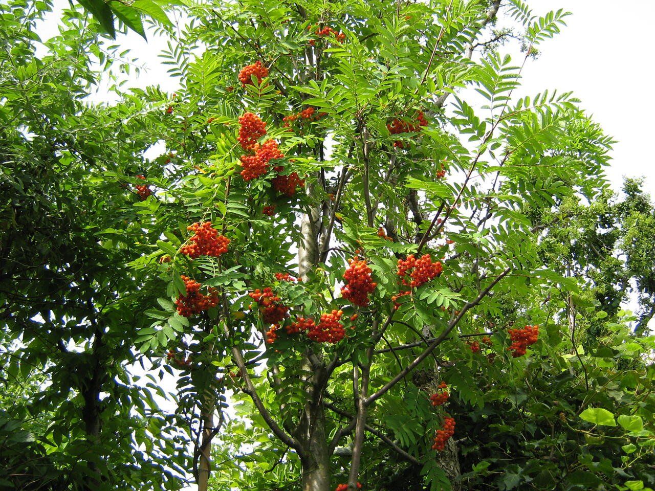 Рябина обыкновенная Эдулис edulis