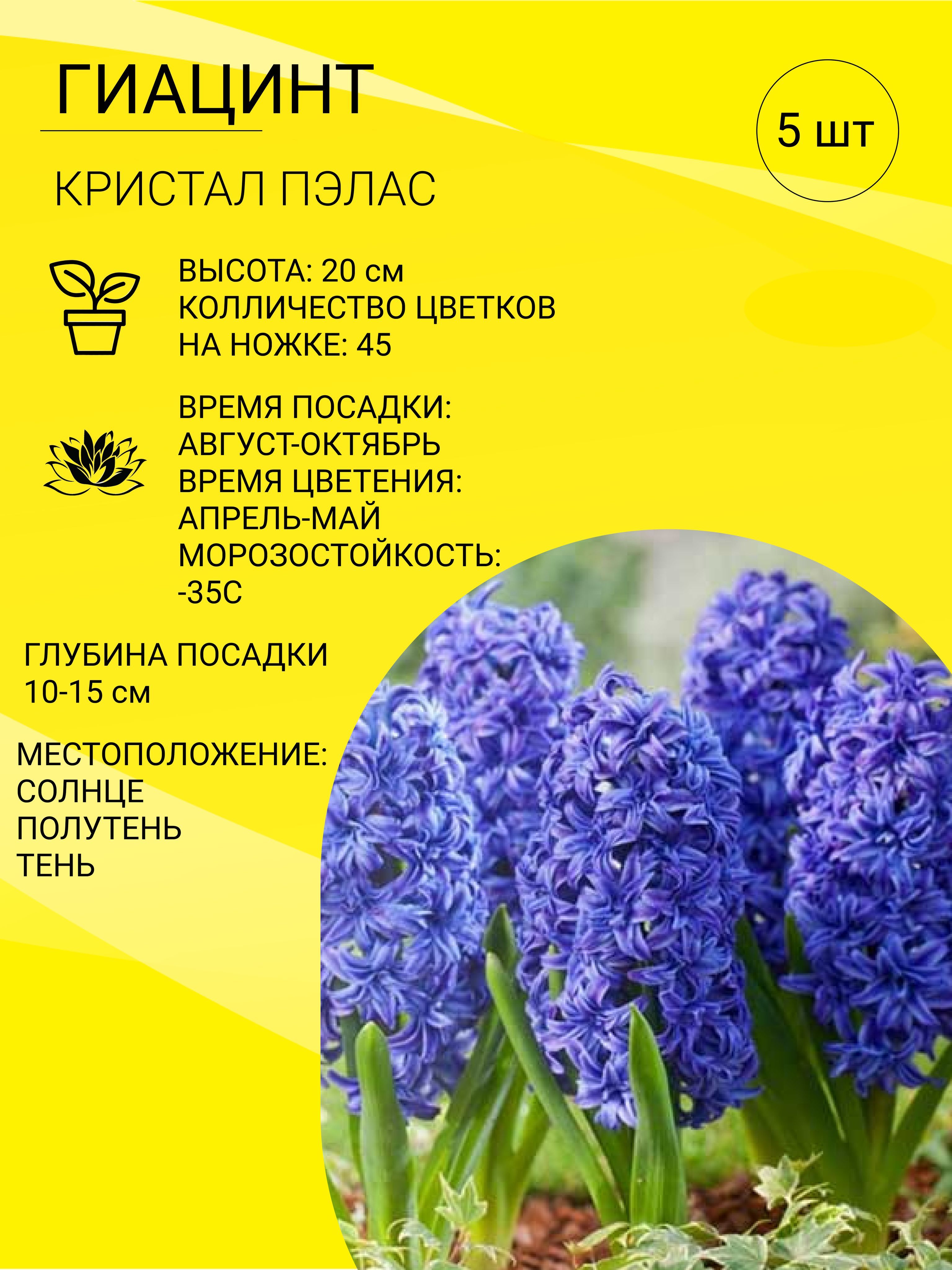 Луковичное цветущее многолетнее <b>растение</b> <b>гиацинт</b> (Hyacinthus) является пред...