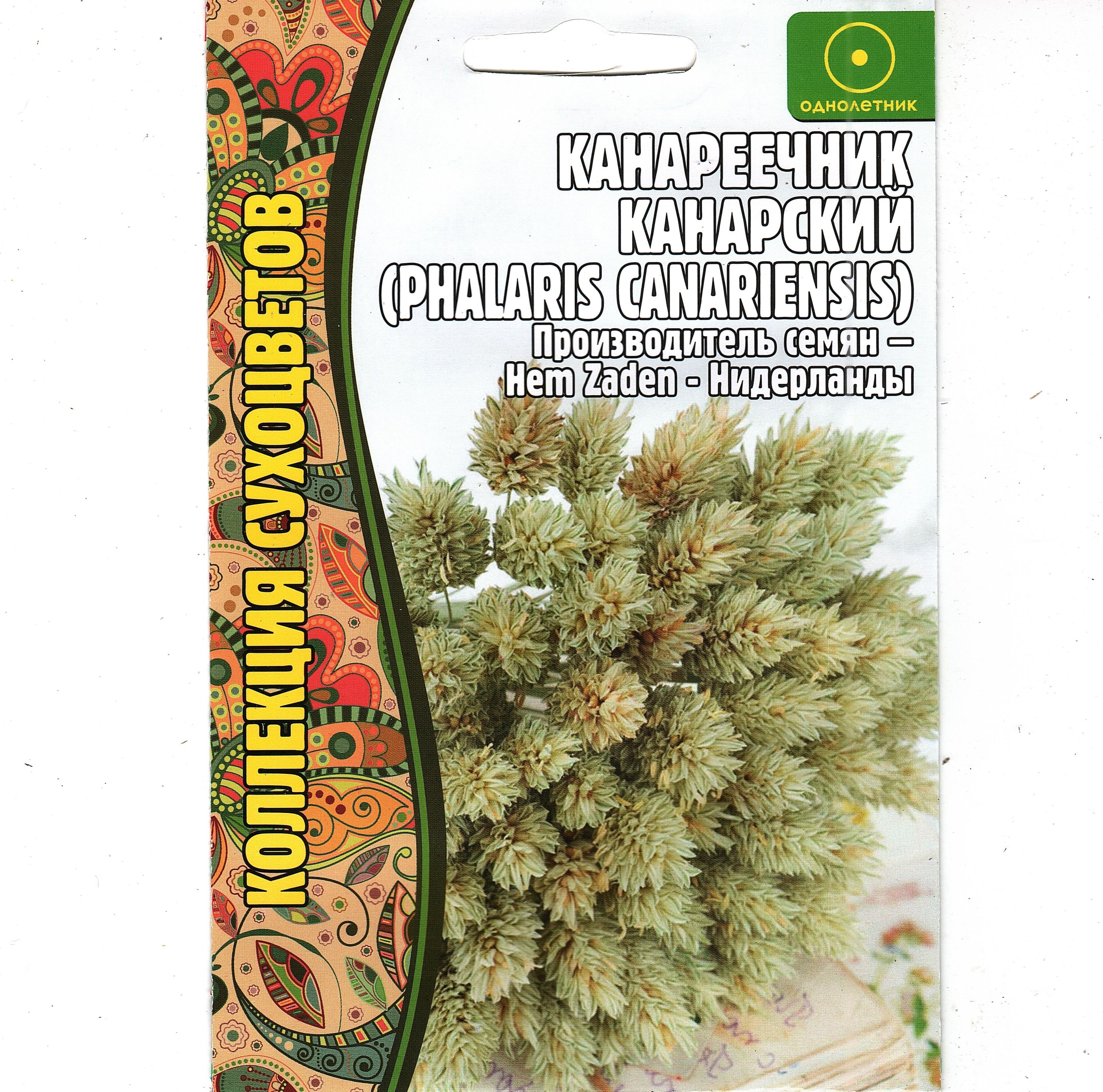 Канареечник семена. Канареечник Канарский. Канареечник Канарский описание. Канареечник Канарские острова сухоцвет