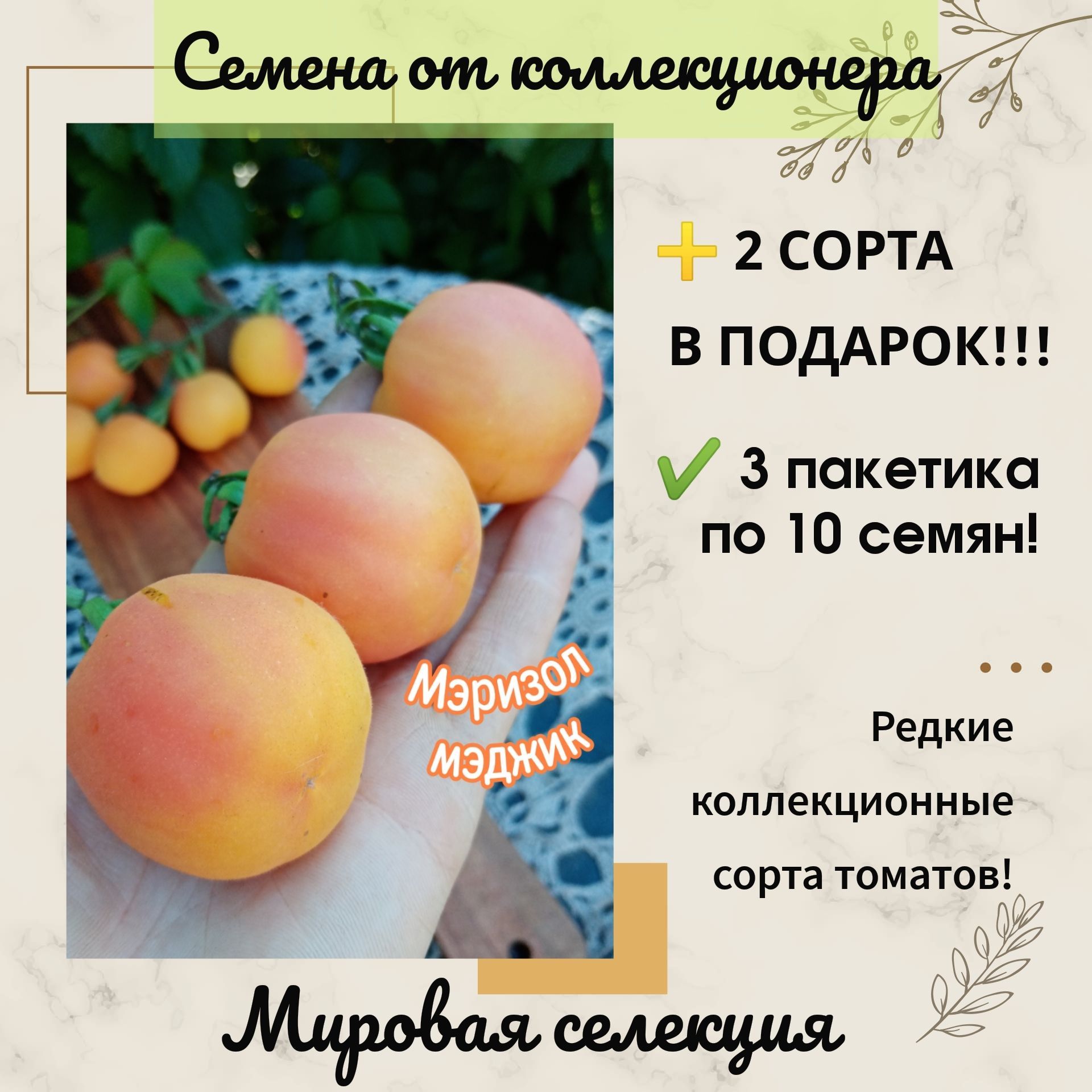 Томат абрикос. Томат абрикосовый. Томат абрикос сады России. Описание томата ред Мэджик.