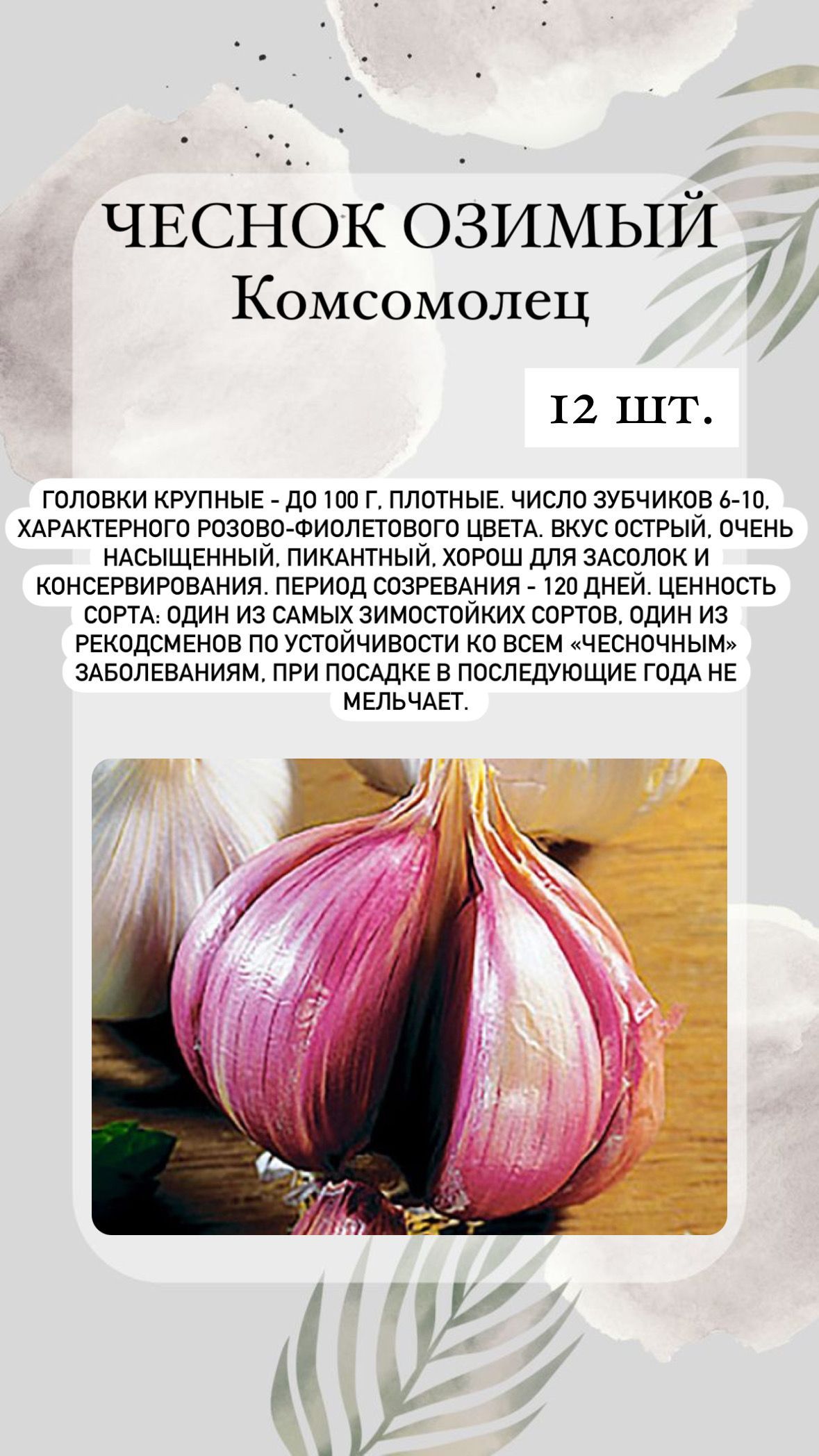 Чеснок гигант. Большие сорта чеснока одной луковицей. Чеченский чеснок озимый отзывы. Чеснок озимый комсомолец 500 г.