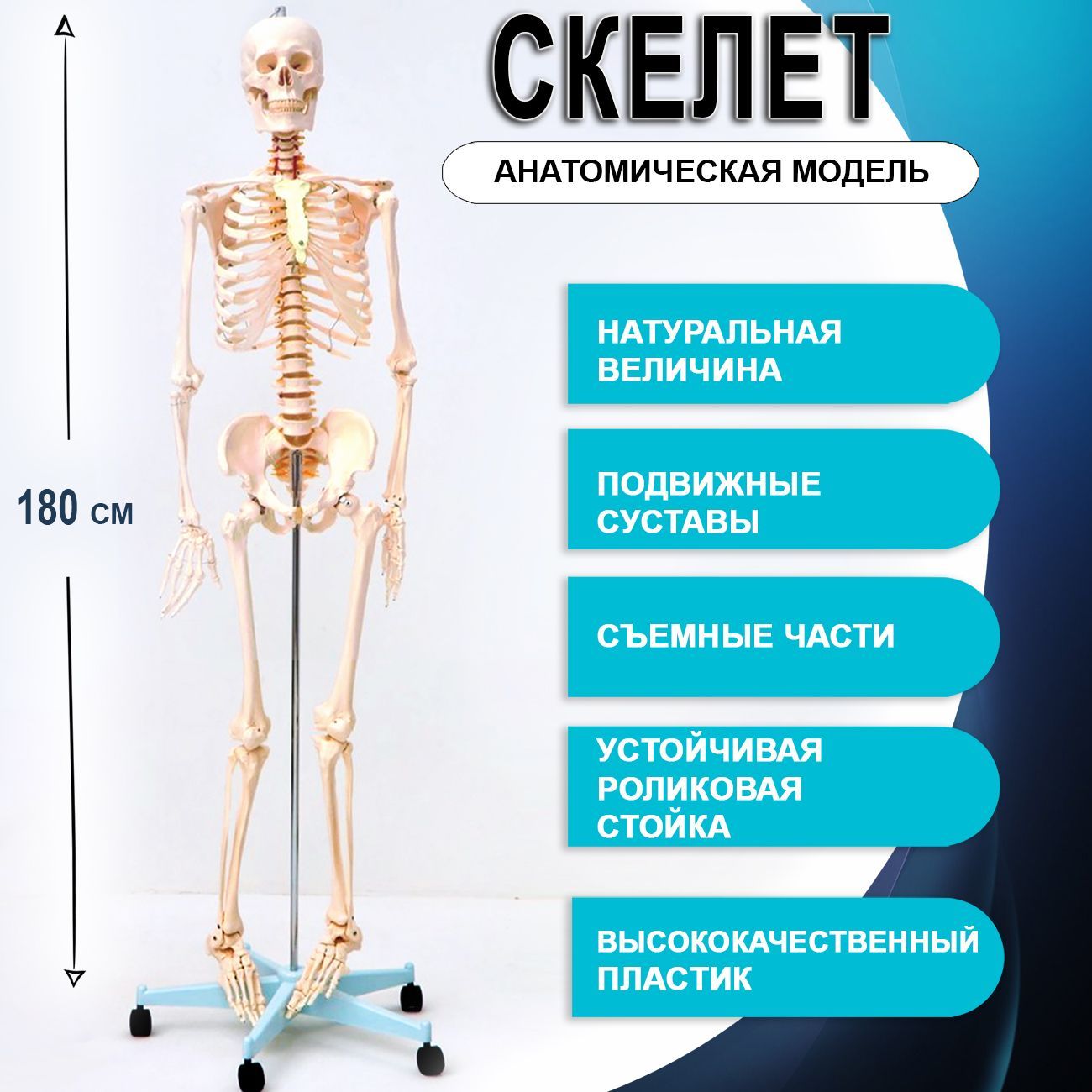 Анатомическая модель скелета взрослого человека разборная в натуральную  величину 180см